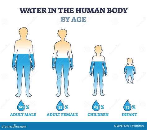 what percentage of the human body is water